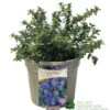 Ceanothus 'Blue Mound' Californian Lilac 3Ltr Pot 2 Ceanothus 'Blue Mound' Californian Lilac 3Ltr Pot -The Old Railway Line 5019756678222 a8b772e1 2401 4a7b 840f 47ad9ae8e739