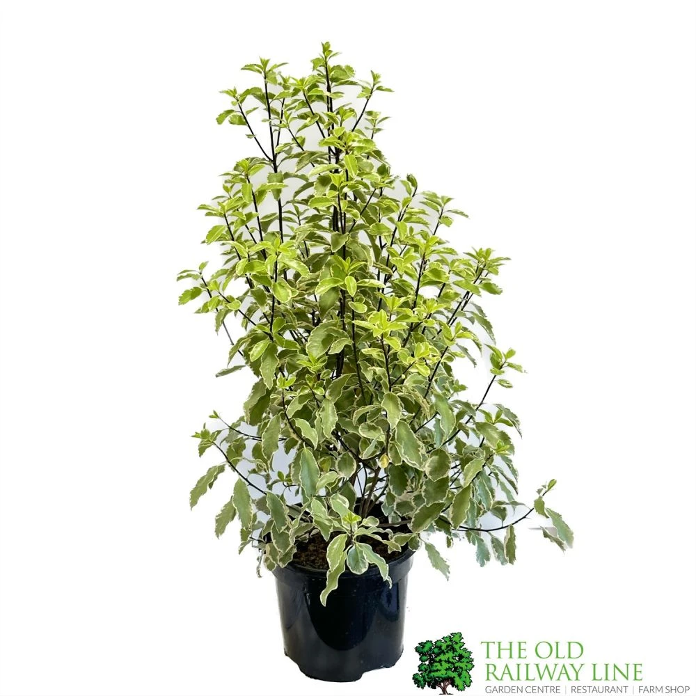 Pittosporum 'Golden King' 3Ltr 3 Pittosporum 'Golden King' 3Ltr