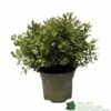 Pittosporum 'Tom Thumb' 3Ltr Pot 2 Pittosporum 'Tom Thumb' 3Ltr Pot -The Old Railway Line 5019756822137