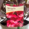 Weigela 'Wine & Rose' Plant 3Ltr Pot -The Old Railway Line 5019756883572 cf02a588 eef7 4aad ad6e 80dee0e0da33