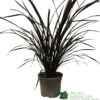 Phormium 'Platts Black' Flax 3Ltr Pot -The Old Railway Line 5019756893489