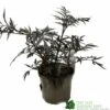 Sambucus Nigra 'Black Lace' Plant 3Ltr 1 Sambucus Nigra 'Black Lace' Plant 3Ltr -The Old Railway Line 5019756992175