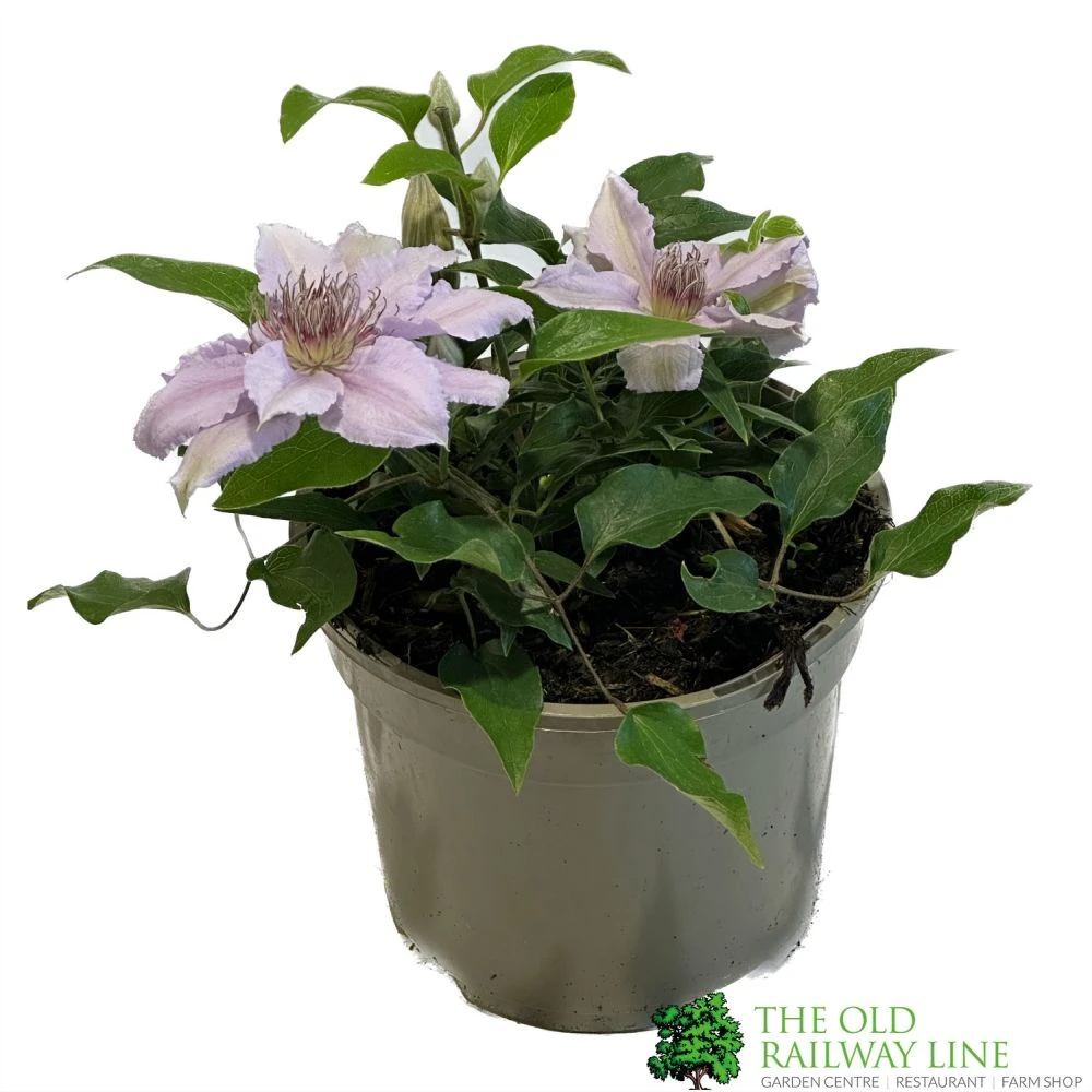 Clematis 'Filigree' Climbing Plant 2Ltr Pot 3 Clematis 'Filigree' Climbing Plant 2Ltr Pot