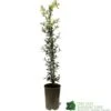 Ceanothus 'Lemon And Lime' Plant 3Ltr Pot 1 Ceanothus 'Lemon And Lime' Plant 3Ltr Pot -The Old Railway Line 5019801003108