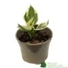 Hosta 'Patriot' Plant 2Ltr Pot -The Old Railway Line 5019801008288