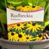 Rudbeckia 'Goldstrum' 2Ltr Pot -The Old Railway Line 5019801008639
