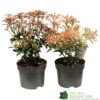 Pieris Assorted Variety 2Ltr Pot -The Old Railway Line 5019801010823 0f7d9657 0e89 4bfa b028 5b88f871dc4c