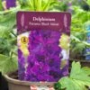 Delphinium Paramo 'Black Velvet' 2Ltr Pot 2 Delphinium Paramo 'Black Velvet' 2Ltr Pot -The Old Railway Line 5019801015453 08bfe61a 57d2 4899 b7f2 e12234142355