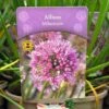 Allium 'Millennium' 2Ltr Pot -The Old Railway Line 5019801015712