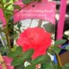 Red Miniature Climbing Rose 'Onwards & Upwards' 3Ltr Pot 2 Red Miniature Climbing Rose 'Onwards & Upwards' 3Ltr Pot -The Old Railway Line 5019801016566