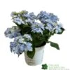 Hydrangea 'Blue Sprinkles' 5Ltr Pot 2 Hydrangea 'Blue Sprinkles' 5Ltr Pot -The Old Railway Line 5019801017266