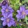 Clematis 'Bijou' Trailing/Climbing Plant 2 Ltr Pot 1 Clematis 'Bijou' Trailing/Climbing Plant 2 Ltr Pot -The Old Railway Line 5019801028361