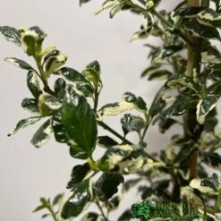 Ceanothus 'Silver Surprise' Plant 3Ltr Pot 5 Ceanothus 'Silver Surprise' Plant 3Ltr Pot -The Old Railway Line 5019801123035 2