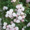 Pink Miniature Climbing Rose 'Little Rambler' 3Ltr Pot 2 Pink Miniature Climbing Rose 'Little Rambler' 3Ltr Pot -The Old Railway Line 5019801772035