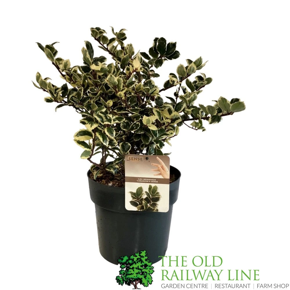 Ilex 'Casanova' 3Ltr Pot (NL) 3 Ilex 'Casanova' 3Ltr Pot (NL)
