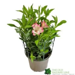 Alstroemeria 'Summer Break' 3Ltr Pot
