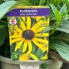 Rudbeckia 'Little Gold Star' 3Ltr Pot 2 Rudbeckia 'Little Gold Star' 3Ltr Pot -The Old Railway Line 5019945067127 4bec35a9 3be6 4fdf 97a0 4664149f34d1