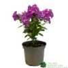 Phlox 'Famous Purple' 3Ltr Pot -The Old Railway Line 5019945219878