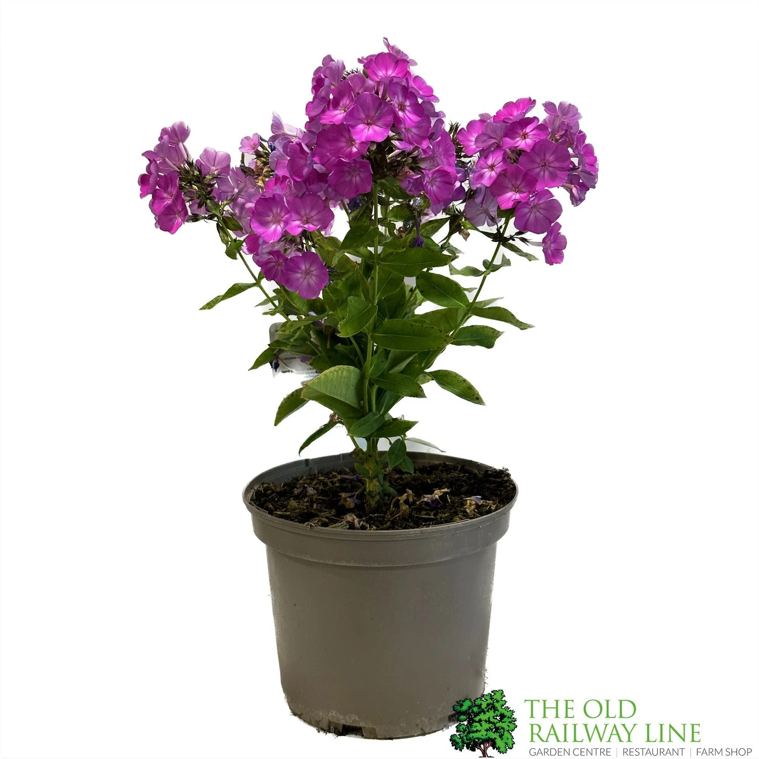 Phlox 'Famous Purple' 3Ltr Pot 3 Phlox 'Famous Purple' 3Ltr Pot