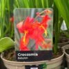 Crocosmia 'Babylon' 2Ltr Pot 1 Crocosmia 'Babylon' 2Ltr Pot -The Old Railway Line 5019945222212 dc955142 08c0 4fec ba30 c1ba74787d10