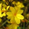 Jasminum Nudiflorum Winter Jasmine 3Ltr Pot 1 Jasminum Nudiflorum Winter Jasmine 3Ltr Pot -The Old Railway Line 5019945915718 e0249c4c 3ef9 434c bc60 4f76c6a7655b