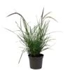 Pennisetum 'Sky Rocket' Grass 2 Ltr Pot -The Old Railway Line 5019945963016
