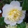 Camellia Japonica 'Brushfield's Yellow' Plant 3Ltr Pot 1 Camellia Japonica 'Brushfield's Yellow' Plant 3Ltr Pot -The Old Railway Line 5019945966277 2