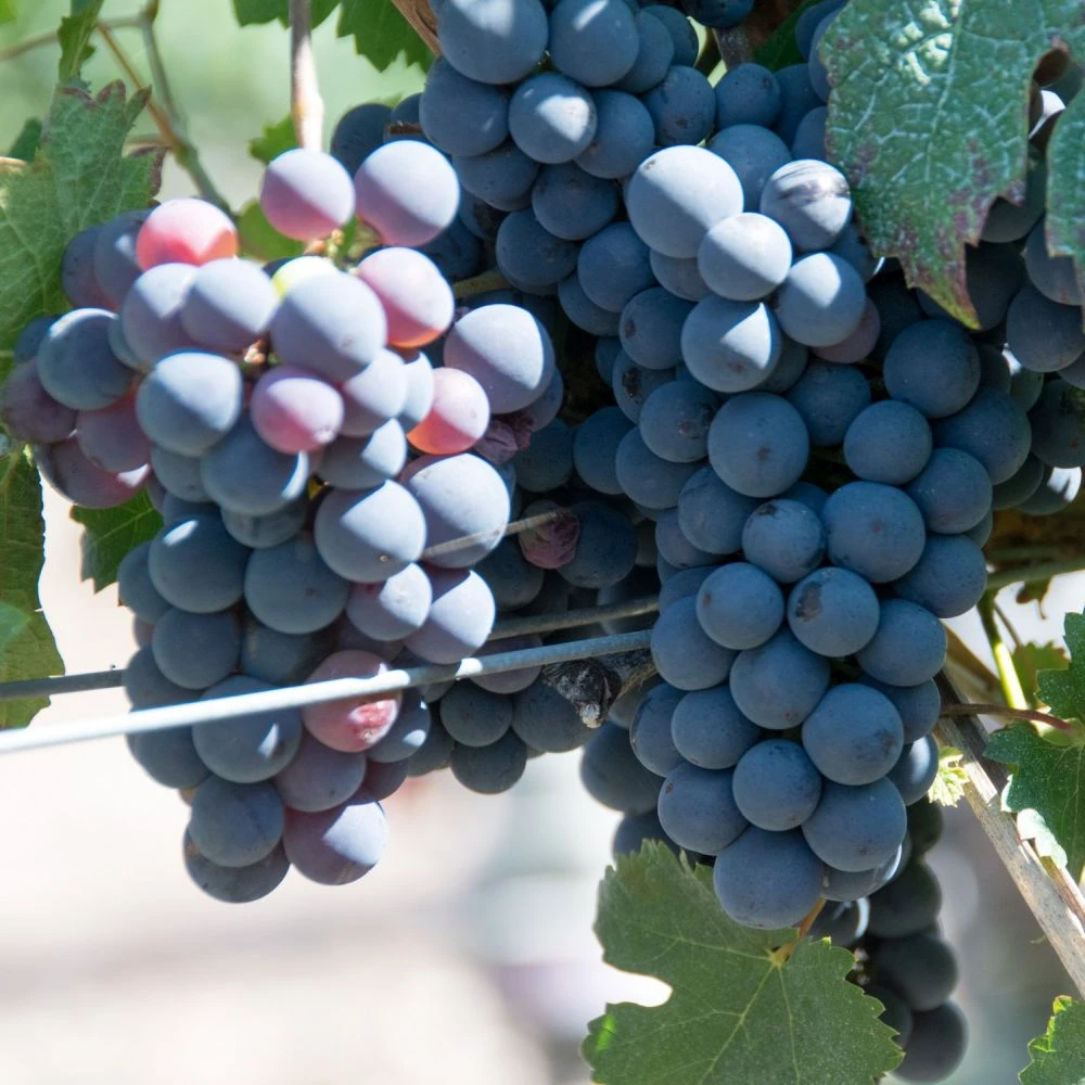 Grape Vine 'Cabernet Franc' 1.5Ltr Pot 3 Grape Vine 'Cabernet Franc' 1.5Ltr Pot