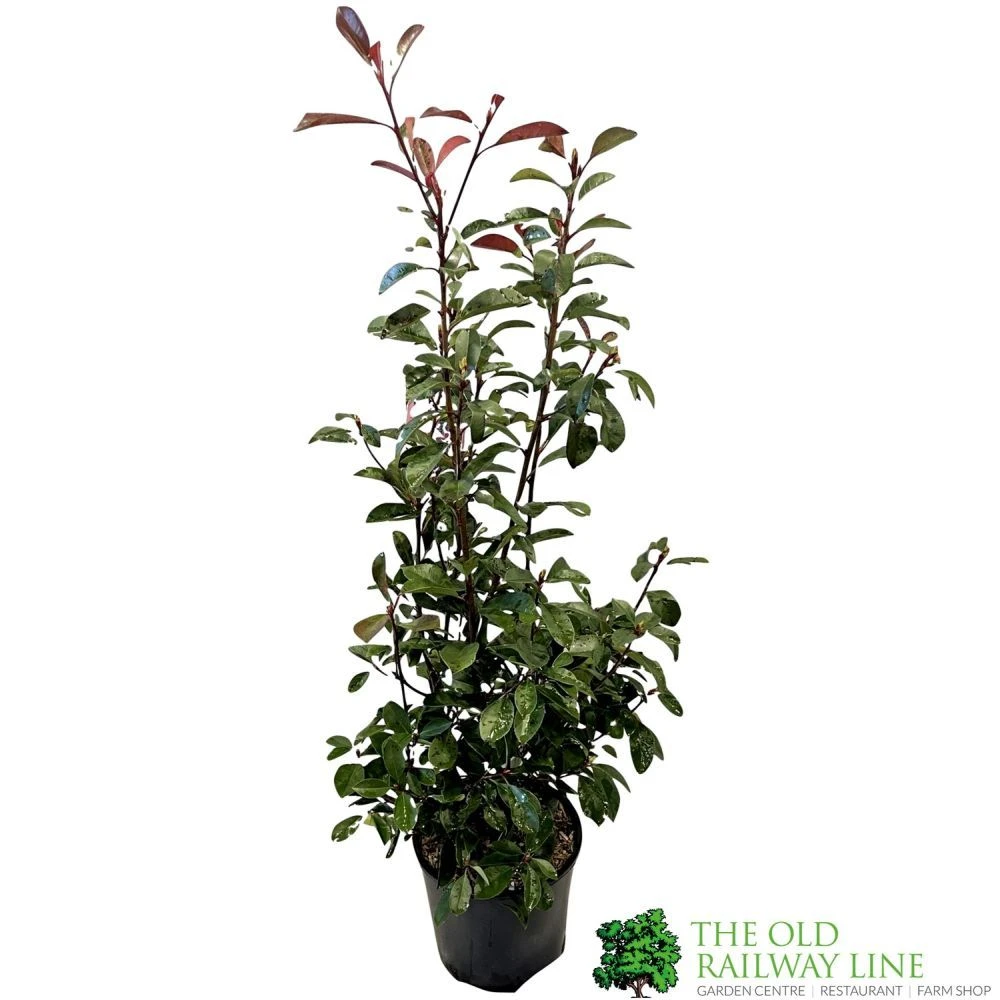Photinia Fraseri 'Red Robin' 80cm Tall (IT) 3 Photinia Fraseri 'Red Robin' 80cm Tall (IT)