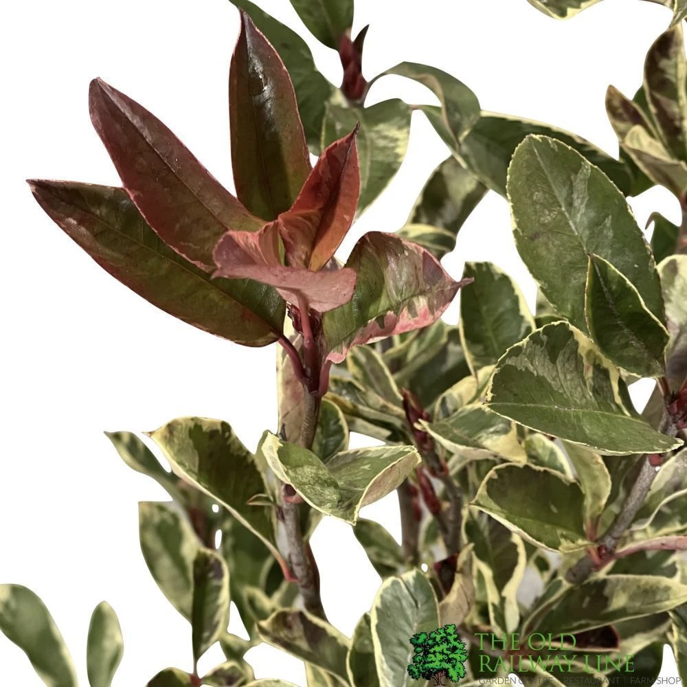 Photinia X Fraseri 'Pink Marble' Plant 80cm Tall (IT) 4 Photinia X Fraseri 'Pink Marble' Plant 80cm Tall (IT) - Image 2