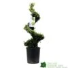 Ilex Crenata Spiral Topiary Plant 100cm Tall 12 Ltr Pot 2 Ilex Crenata Spiral Topiary Plant 100cm Tall 12 Ltr Pot -The Old Railway Line 5021768025673 7bd3a5e8 335a 4311 8df1 7882edb16de0