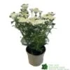 Achillea 'New Vintage White' 3Ltr Pot 2 Achillea 'New Vintage White' 3Ltr Pot -The Old Railway Line 5021768059982