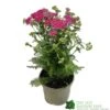 Achillea 'New Vintage Violet' 3Ltr Pot 2 Achillea 'New Vintage Violet' 3Ltr Pot -The Old Railway Line 5021768068984