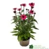 Echinacea 'Sensation Pink' Plant 2 Ltr Pot -The Old Railway Line 5021768069202 9c267101 cf06 4299 acb6 0db8f65e2aec