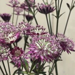Astrantia 'Star Of Love' Plant 3 Ltr 7 Astrantia 'Star Of Love' Plant 3 Ltr -The Old Railway Line 5021768072080 3