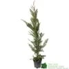 Cupressus Leylandii Conifer Hedging Plant 1.25m Tall (IT) 1 Cupressus Leylandii Conifer Hedging Plant 1.25m Tall (IT) -The Old Railway Line 5021768075944 df1d85ec 5ef5 44d5 91fb 39dfa0149986