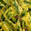 Cornus Florida 'Rainbow' Flowering Dogwood 10Ltr Pot 2 Cornus Florida 'Rainbow' Flowering Dogwood 10Ltr Pot -The Old Railway Line 5021768076866