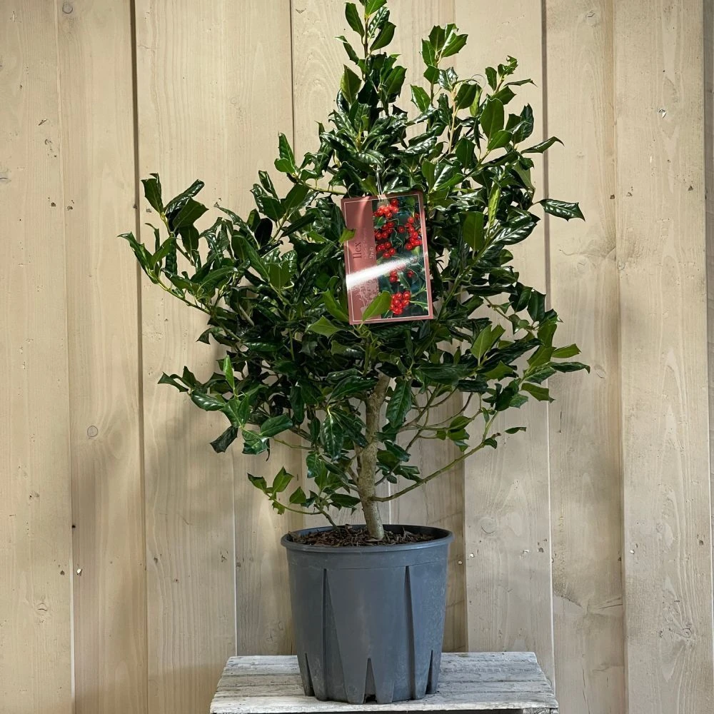 Ilex 'Nellie R.Stevens' Female Holly Bush 10Ltr Pot 4 Ilex 'Nellie R.Stevens' Female Holly Bush 10Ltr Pot - Image 2