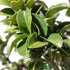 Euonymus Japonicus 'Benkomasaki' 40cm Tall (IT) -The Old Railway Line 5021768087787 3