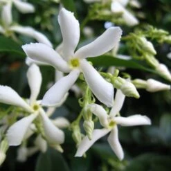Trachelospermum Jasminoides 'Star Jasmine' Tripod Climber 120cm Tall (IT) 7 Trachelospermum Jasminoides 'Star Jasmine' Tripod Climber 120cm Tall (IT) -The Old Railway Line 5021768087930 2 e192d392 7a65 4b82 b30c 4daa1dd0ffc3