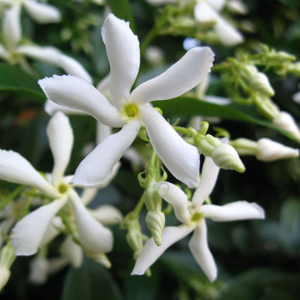 Trachelospermum Jasminoides 'Star Jasmine' Tripod Climber 120cm Tall (IT) 5 Trachelospermum Jasminoides 'Star Jasmine' Tripod Climber 120cm Tall (IT) - Image 3