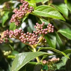 Viburnum Tinus 'Eve Price' Laurustinus Plant 60cm Tall (IT) -The Old Railway Line 5021768096277 2