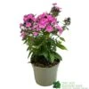 Phlox 'Sweet Summer Rose' 3Ltr Pot 2 Phlox 'Sweet Summer Rose' 3Ltr Pot -The Old Railway Line 5021768099681