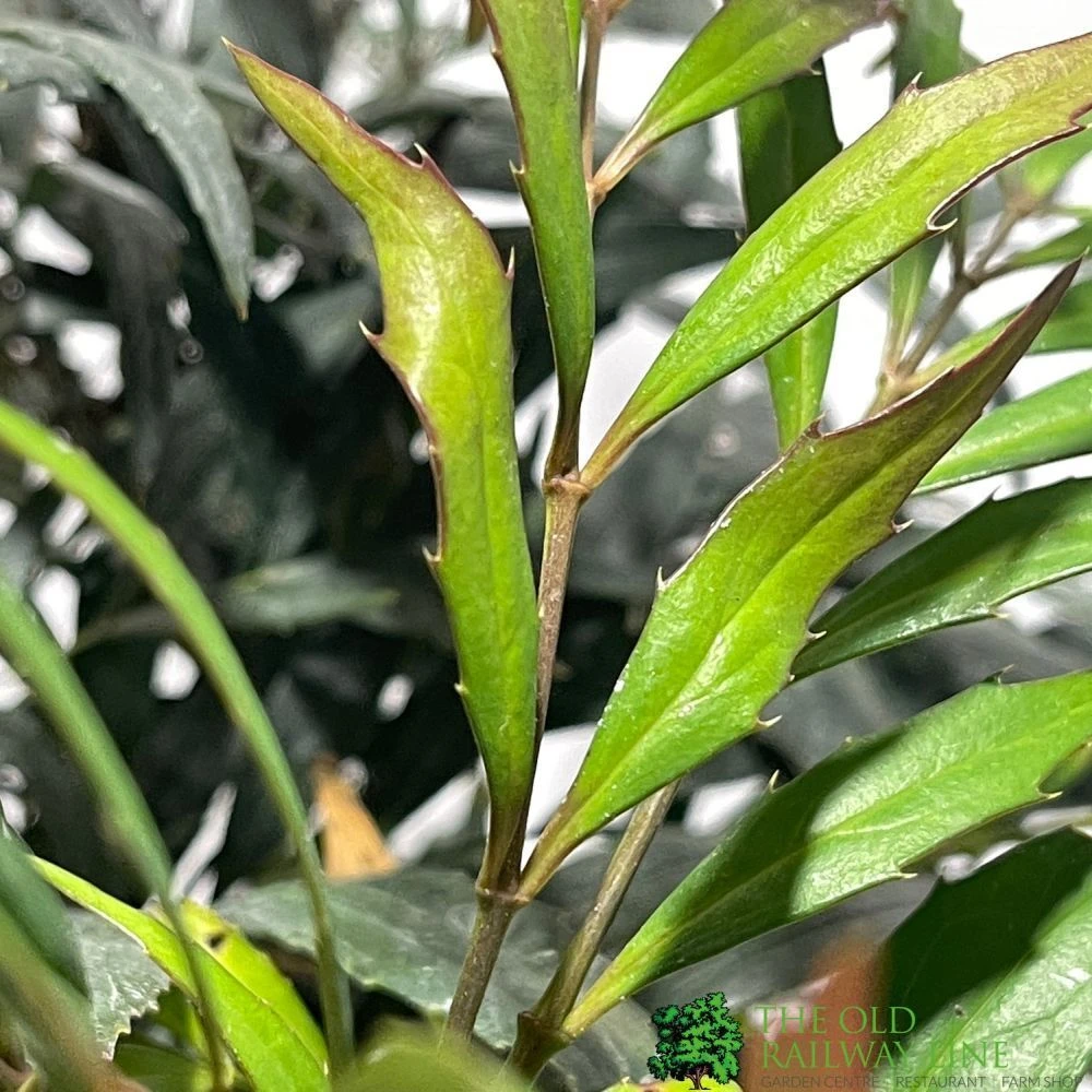 Mahonia 'Narihira' Plant 30cm Tall (IT) 4 Mahonia 'Narihira' Plant 30cm Tall (IT) - Image 2