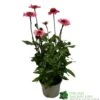 Echinacea 'Delicious Candy' 3Ltr Pot 2 Echinacea 'Delicious Candy' 3Ltr Pot -The Old Railway Line 5021768118924