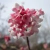 Viburnum Bodnantense 'Dawn' Plant 10Ltr -The Old Railway Line 5021768120446