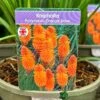 Kniphofia 'Pyromania Orange Blaze' 3Ltr Pot -The Old Railway Line 5021768133330