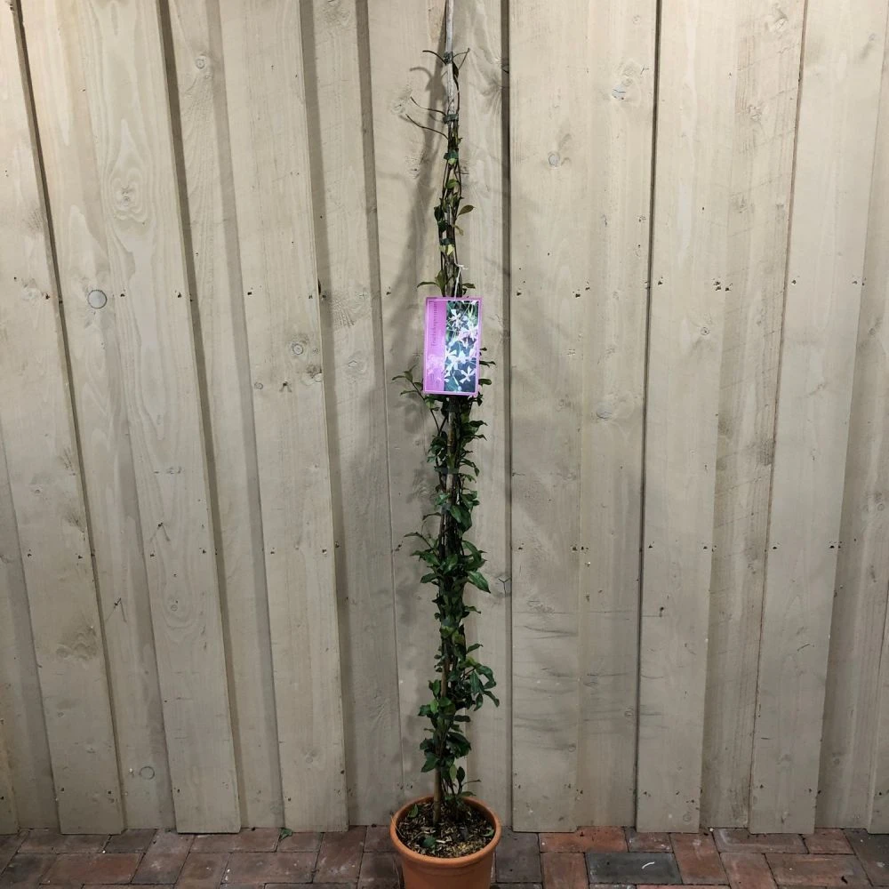 Trachelospermum Asiaticum 'Pink Showers' Climber 1.5m Tall (IT) 3 Trachelospermum Asiaticum 'Pink Showers' Climber 1.5m Tall (IT)