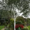 Betula 'Jacquemontii' White Birch Multistem 1.5m Tall (IT) 2 Betula 'Jacquemontii' White Birch Multistem 1.5m Tall (IT) -The Old Railway Line 5021768138939