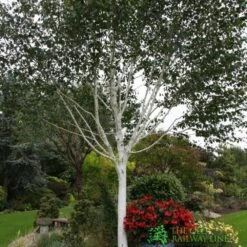 Betula 'Jacquemontii' White Birch Multistem 1.5m Tall (IT)